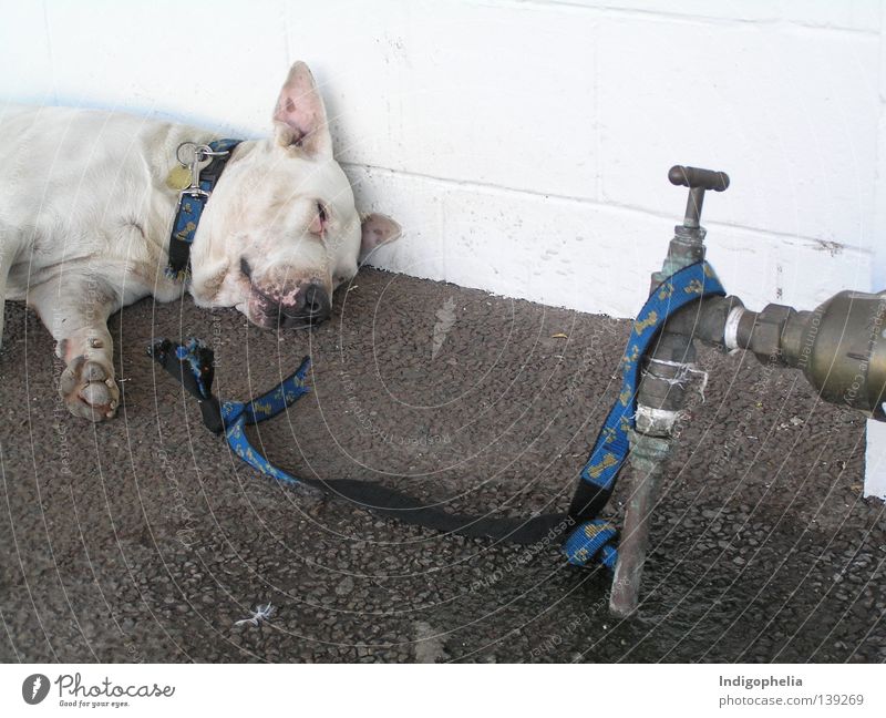 Prinzipsache Hund resignieren Australien ungefährlich Dogge Säugetier Seil Freiheit gebrochener Wille abgestumpft Darwin