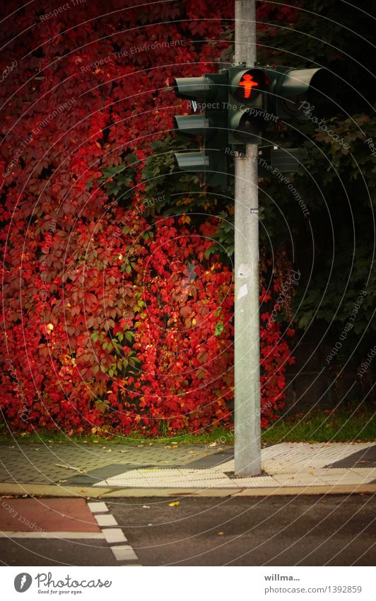 Ampel in Tarntracht Herbst Blatt Straße Bürgersteig Fußgängerübergang rot herbstlich Ampelmännchen Wilder Wein Kletterpflanzen Herbstfärbung Farbfoto