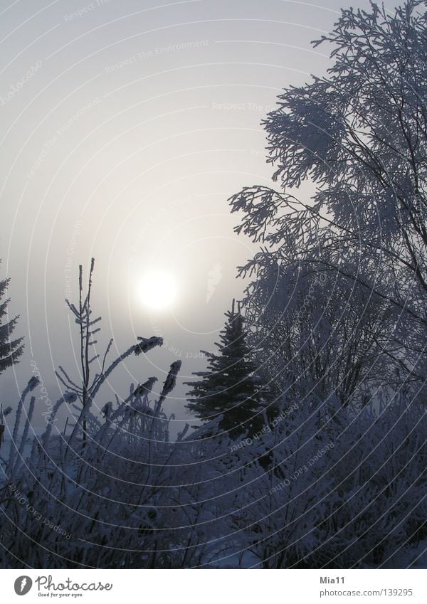 Wintermorgen Sonnenaufgang Raureif kalt Morgen Baum Wald Eis Nebel Schnee Pflanze Frost