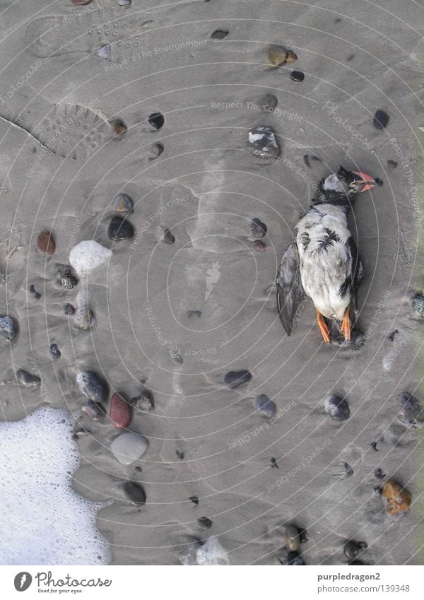Nach der Trauerrede Papageitaucher Strand Vogel Island Auferstehung Rede Schaum Gischt Meer Dänemark bird Stein stone death