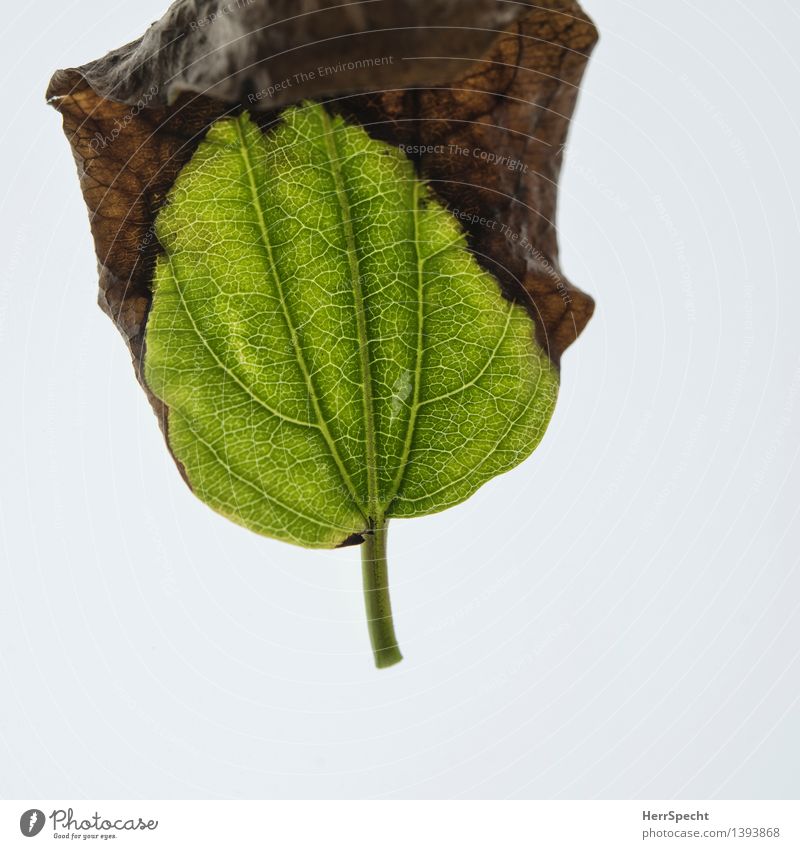 Transformation Pflanze Herbst Blatt Grünpflanze ästhetisch natürlich braun grün Tod unbeständig Vergänglichkeit Wandel & Veränderung Metamorphose Herbstlaub