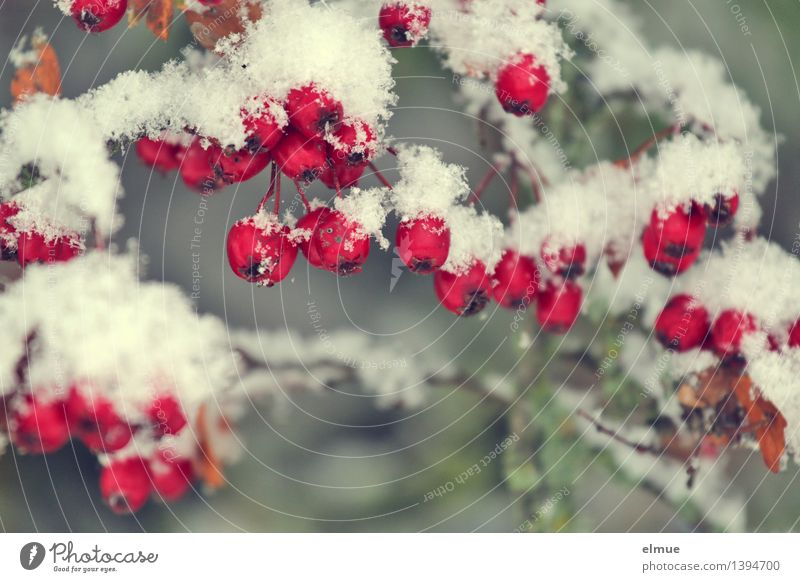 Weißdornsorbet Frucht Wildobst Schnee Weissdorn Hecke Kugel Konservierung Sorbet kalt rund rot weiß Vorfreude Überraschung Design elegant genießen Inspiration