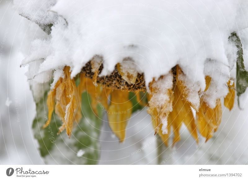Saisonende Pflanze Klimawandel Eis Frost Schnee Blume Blüte Sonnenblume Netzwerk Überraschung frieren außergewöhnlich blond kalt gelb weiß Gelassenheit ruhig