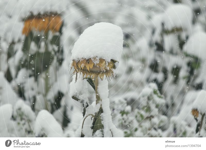 Schneemützchen Natur Pflanze Schneefall Sonnenblume Sonnenblumenfeld Decke Mütze frieren Traurigkeit verblüht außergewöhnlich blond einzigartig kalt gelb weiß
