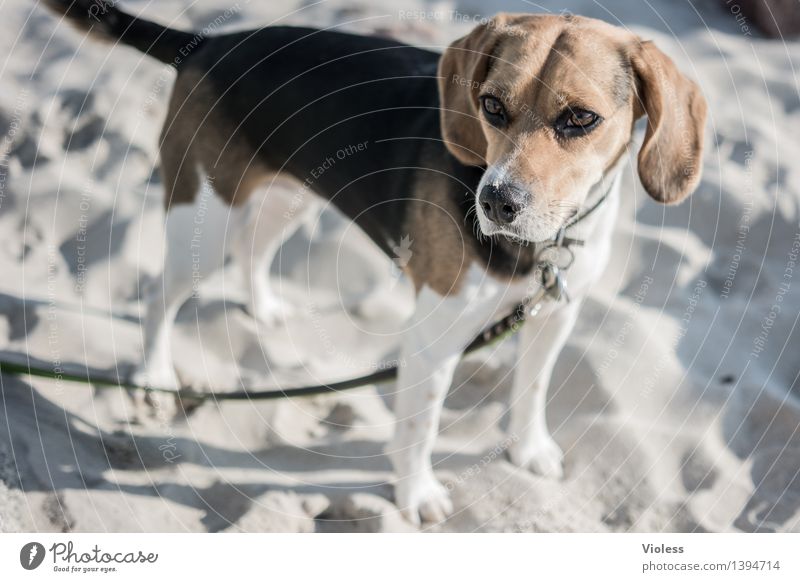 watt nu? gehts los? Hund Hundeleine Beagle Tier Tiefenschärfe Tierporträt