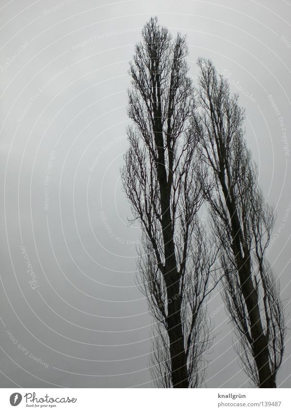 Windschief Baum Pappeln Winter 2 trüb grau Jahreszeiten schlechtes Wetter Zusammensein nebeneinander Holz lang groß Himmel Baumstamm Ast Zweig anlehnen blau