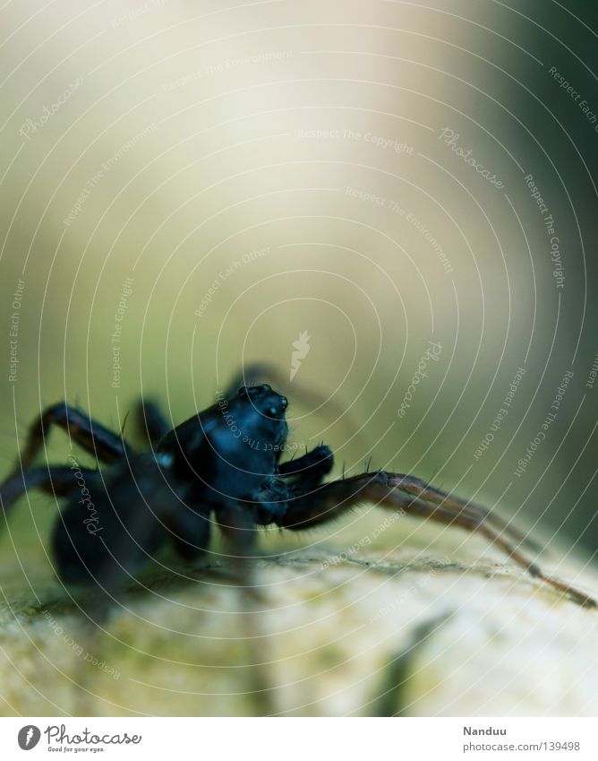 Welch Aussicht! Spinne Tier krabbeln Lebewesen Umweltschutz gruselig Insekt 8 Makroaufnahme Nahaufnahme Wasserspinne Artenschutz bedrohlich Argyroneta aquatica