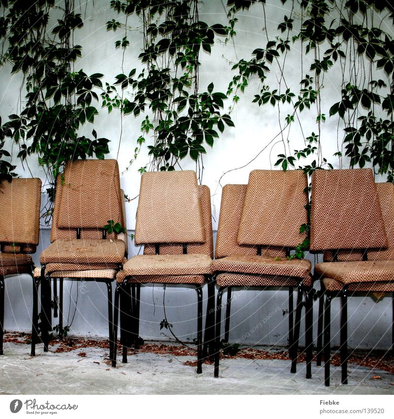 Logenplätze Stuhl Bühne Wand weiß alt Kletterpflanzen Pflanze Blatt grün Polster vergilbt ausgebleicht Tag Möbel Wein Wilder Wein beige Stapel Show Inszenierung