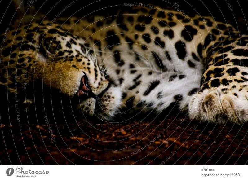 OS X Zoo Lebewesen Landraubtier Raubkatze Katze Leopard Fleischfresser Muster Tarnung Säugetier schlafen Punkt liegen Tierporträt Tiergesicht ruhig scheckig