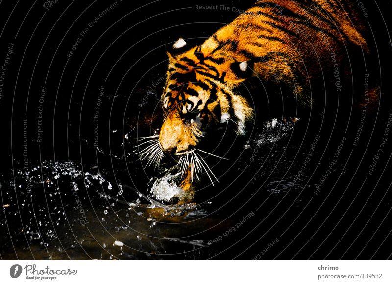 Jesustiger Tiger Zoo Käfig Lebewesen Landraubtier Raubkatze Katze Leopard Fleischfresser Muster Tarnung passend Säugetier schlafen gehäge tierart aussterben