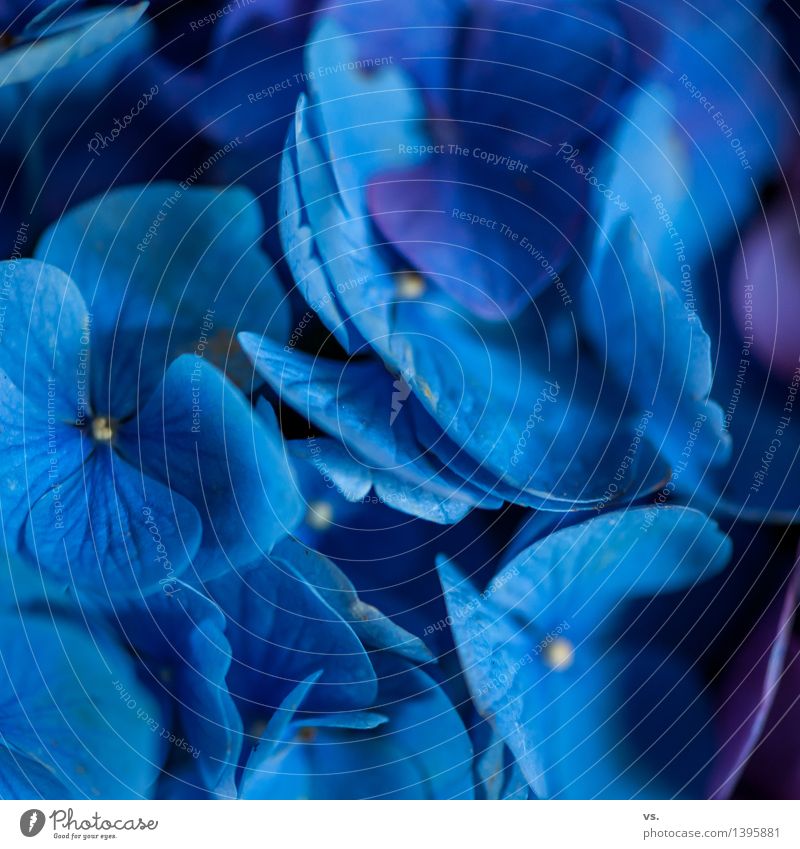 Ja ja so blau blau blau.... Stil Garten Dekoration & Verzierung Raum Wohnzimmer Muttertag Natur Pflanze Blume Blüte Hortensie Hortensienblüte Hortensienblätter