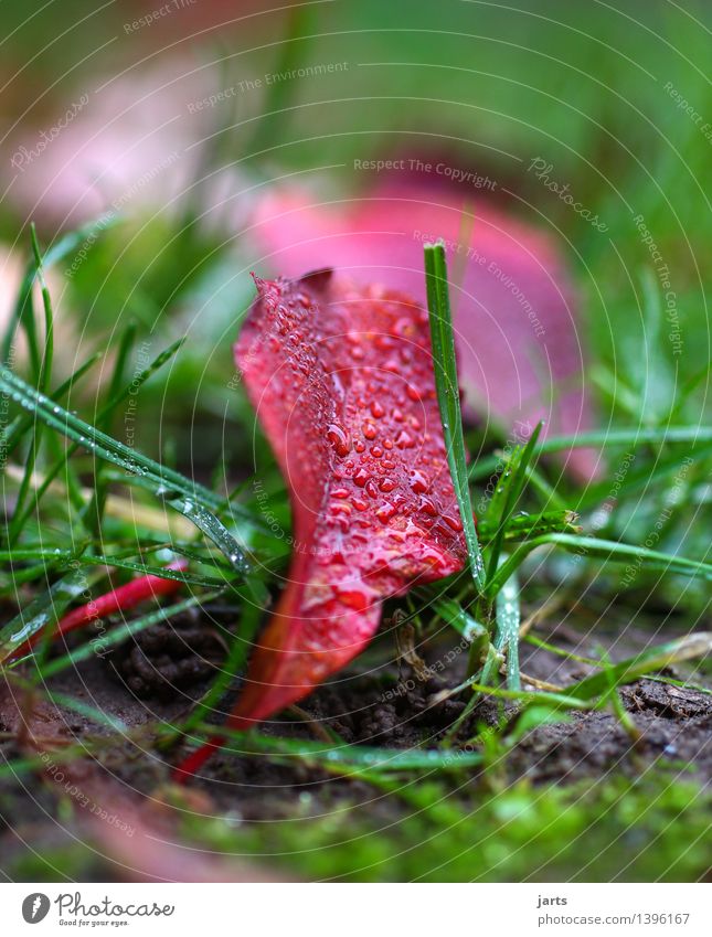 verregnet II Pflanze Herbst Wetter Schönes Wetter schlechtes Wetter Regen Gras Blatt liegen nass natürlich grün rot Farbfoto Außenaufnahme Nahaufnahme