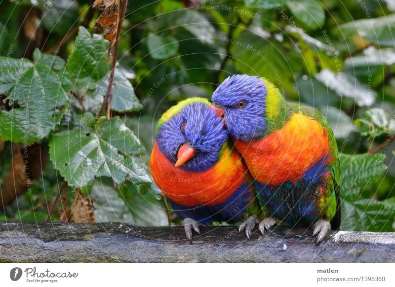 Männerfreundschaft schlechtes Wetter Regen Baum Blatt Garten Tier Vogel 2 Tierpaar Brunft krabbeln kuschlig blau braun mehrfarbig gelb grün orange rot