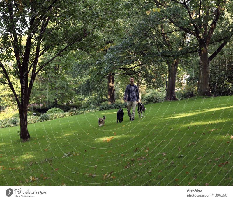 Gassigehen³ Ausflug wandern Junger Mann Jugendliche Trainer Landschaft Pflanze Schönes Wetter Baum Gras Sträucher Park brünett kurzhaarig Vollbart Haustier Hund