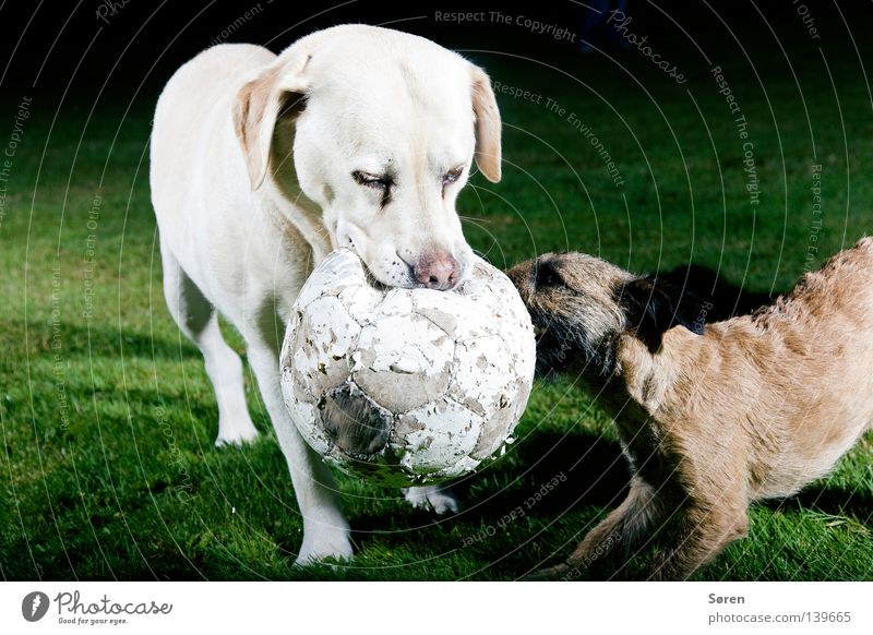 Der Terrier Labrador Hund Spielen Mut Besitz Machtkampf Tier beißen Konflikt & Streit Tiertraining kämpfen aport westfalen terrier 2 Tierjunges Fußball schäbig