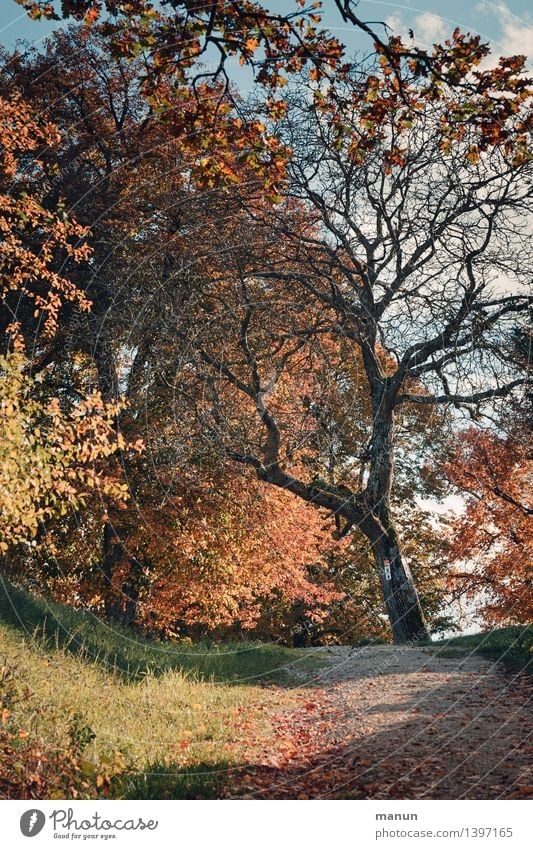 s'herbschdlt Natur Landschaft Herbst Schönes Wetter Baum herbstlich Herbstlaub Herbstbeginn Herbstfärbung Herbstwald natürlich blau braun mehrfarbig gelb gold