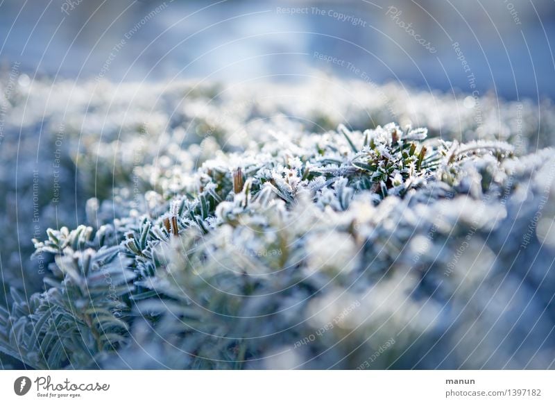 kalt Natur Herbst Winter Wetter Eis Frost Pflanze Eibe Hecke Farbfoto Außenaufnahme Menschenleer Morgen Tag Licht Schatten Schwache Tiefenschärfe
