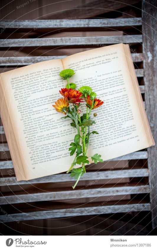 Astern Medien Printmedien Buch lesen lernen Buchseite Lesestoff klassisch Freizeit & Hobby Blume Blumenstrauß Pause Denken verschönern Blatt aufgeschlagen