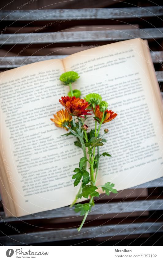 Astern Medien Printmedien Buch lesen Wärme Pause Erholung Denken Buchseite aufschlagen Blumenstrauß grün Herbst herbstlich Dekoration & Verzierung Farbfoto