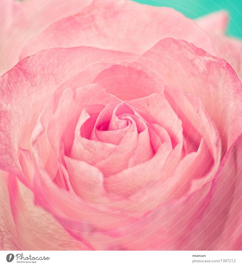 rosa rose elegant schön Duft Natur Blume Rose Blüte positiv zart Farbfoto Nahaufnahme Detailaufnahme Menschenleer