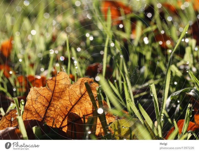 herbstlich... Umwelt Natur Pflanze Wassertropfen Herbst Gras Blatt Blattadern Wiese glänzend leuchten liegen dehydrieren authentisch einzigartig klein nass