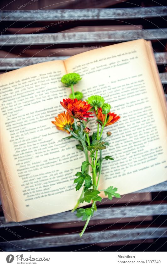 Bücherliebe Medien Printmedien Buch lesen fantastisch Blume Blumenstrauß Astern Buchseite grün herbstlich Herbst Erholung Freizeit & Hobby Stimmung Farbfoto