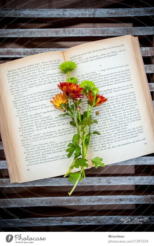 Bücherliebe elegant Erholung ruhig Freizeit & Hobby lesen Buch Schriftzeichen antik Blume Blumenstrauß lieblich Buchseite Astern grün Farbfoto Außenaufnahme