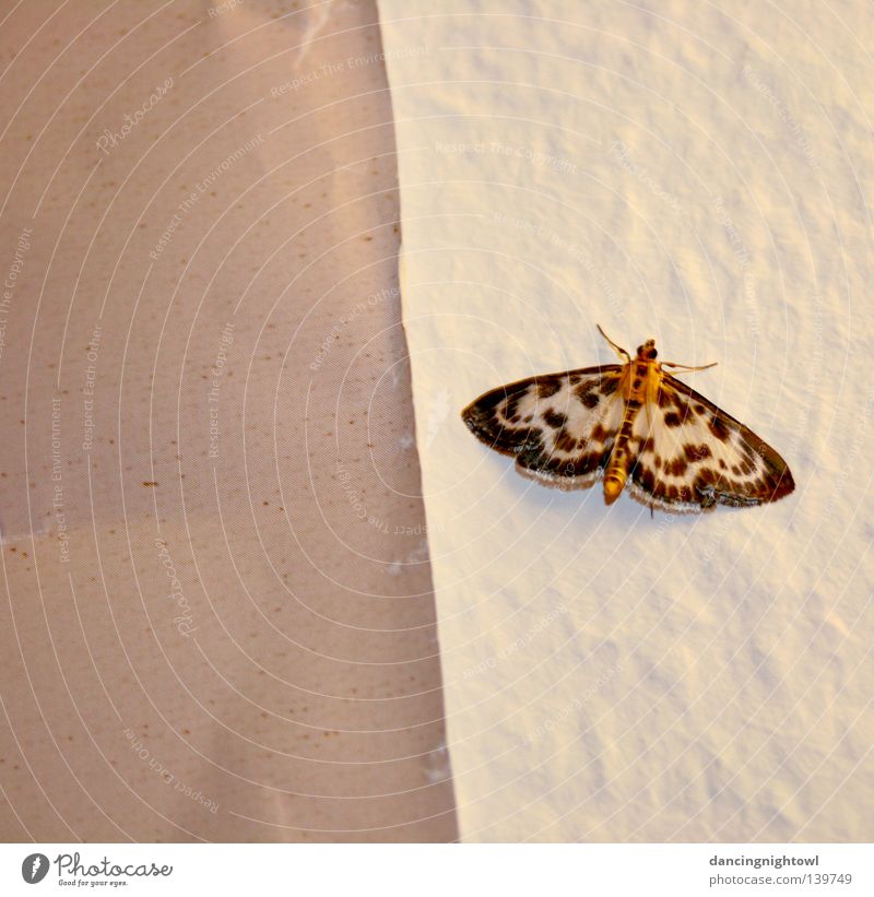 ungeladener Besucher. Insekt Schmetterling Wohnung Raum Sommer Wand Innenaufnahme Tier Muster Abend Licht hell Fühler Flügel zerbrechlich