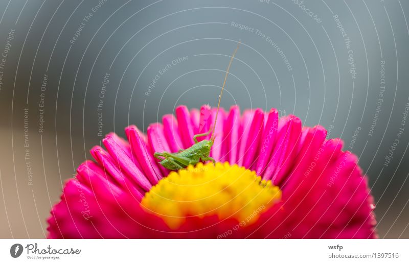 Kleiner Grashüpfer sitz in einer Blume Baby Natur klein gelb grün rosa Heuschrecke Insekt Heimchen Nahaufnahme Detailaufnahme Makroaufnahme
