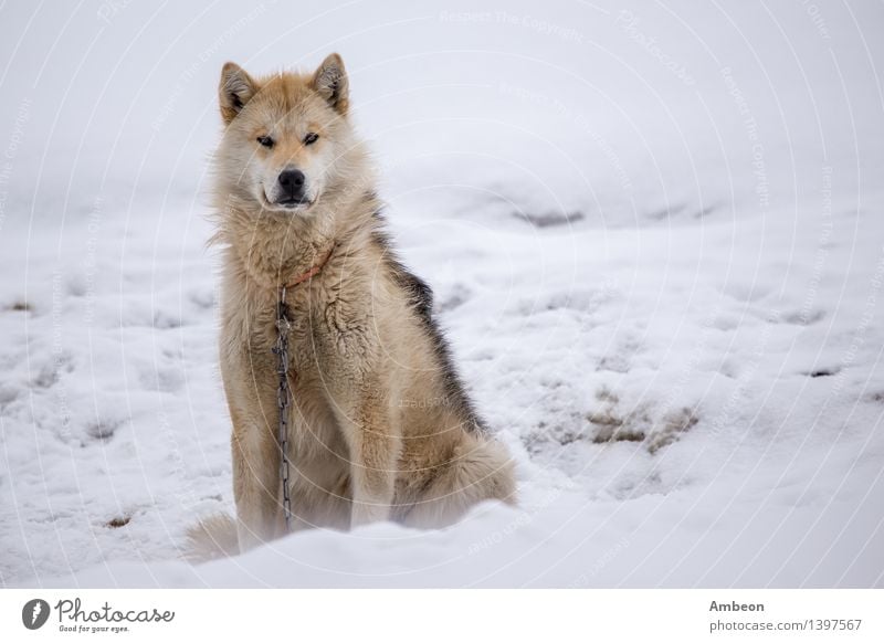 Hundeschlittentouren in Grönland Ferien & Urlaub & Reisen Abenteuer Winter Schnee Natur Haustier sitzen natürlich Norden Aktion Tiere Arktis Beautyfotografie