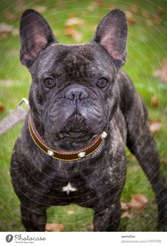 Welpe der französischen Bulldogge Hund 1 Tier Tierjunges Macht Sympathie Wachsamkeit Porträt neugierig niedlich Französisch allein Schuss Haustier hässlich