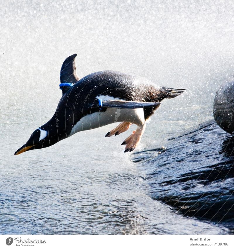 100 geschafft! - Ich glaub ich heb ab! Tier Gischt hüpfen Küste Meer Pinguin springen Vogel Wellen Zoo Winter Wasser Stein