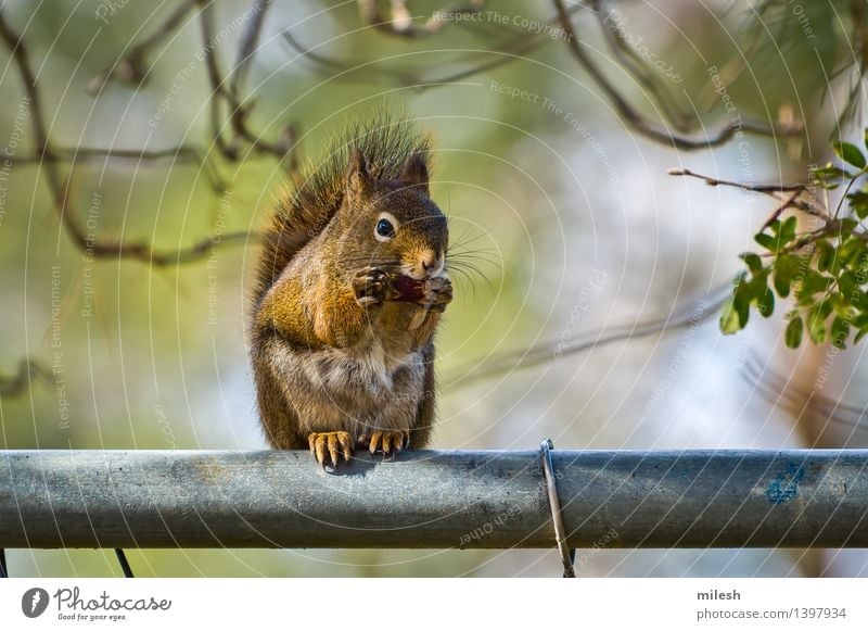 Eichhörnchen, das auf Zaun isst Tier klein lustig natürlich Neugier niedlich wild braun Appetit & Hunger Säugetier Eicheln reizvoll Unschärfe buschig Krallen