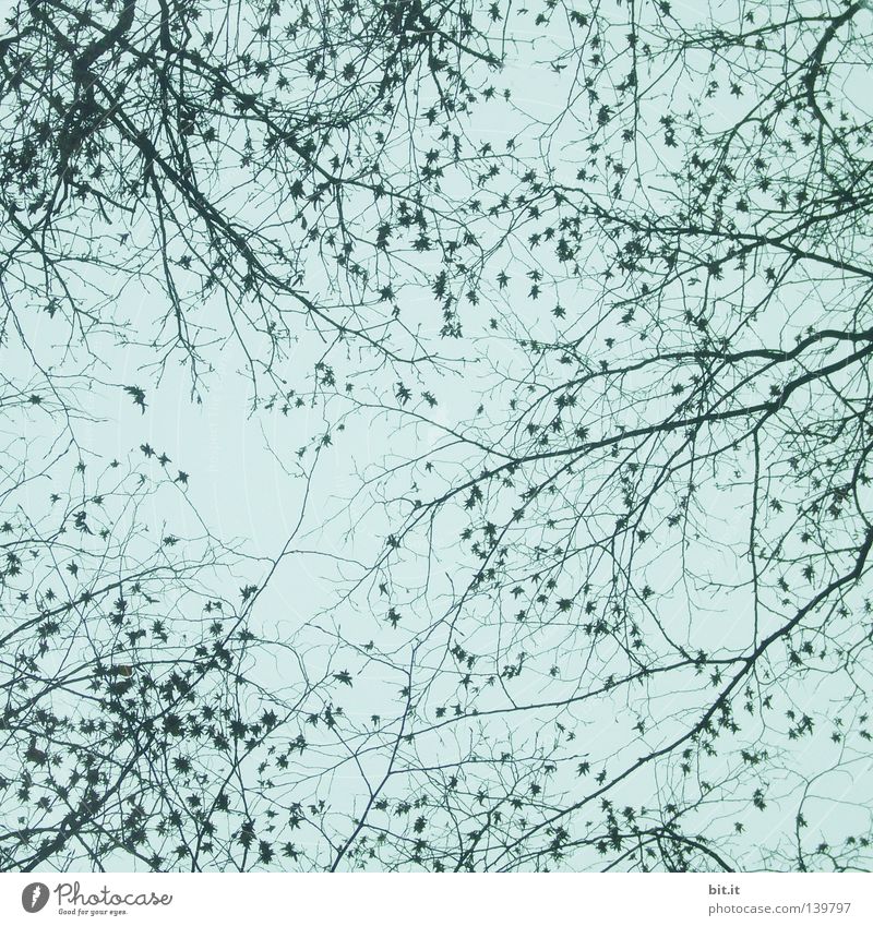 ORDNUNG.. Blüte Nebel Herbst Winter Zeit himmelblau Baum Konjunktur weiß zart Blühend Am Rand grau türkis hell-blau azurblau umrandet Kranz Holzleiste Kunst