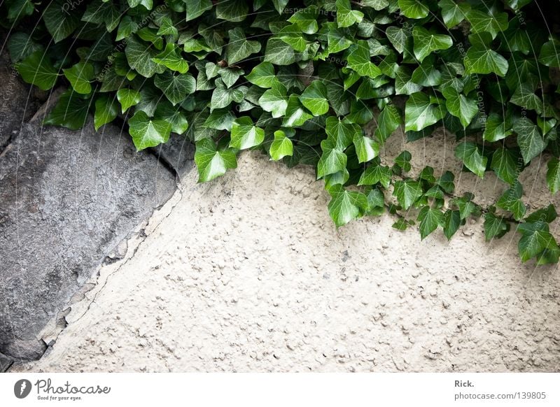 .Kletterwand Bergsteigen Klettern Freeclimbing Wand Putz Haus verfallen alt rustikal Efeu Kletterpflanzen Pflanze Blatt grün Stengel Gefäße Glätte matt glänzend
