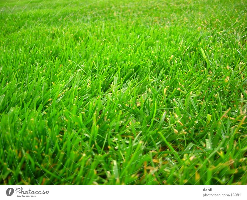 Rasen Wiese grün nass Detailaufnahme Außenaufnahme