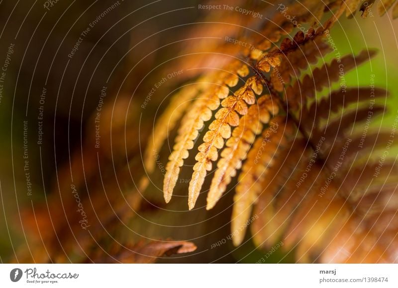 Herbstlich geschmückt Pflanze Farn Wildpflanze leuchten elegant gelb gold herbstlich Herbstfärbung Farbfoto mehrfarbig Außenaufnahme Nahaufnahme Detailaufnahme