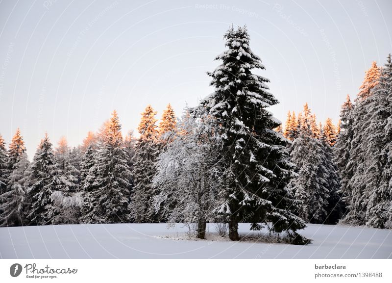 Tannenbaumbeleuchtung Natur Landschaft Winter Klima Schnee Wald Schwarzwald leuchten hell Stimmung Vorfreude Beginn Idylle Umwelt Farbfoto Gedeckte Farben