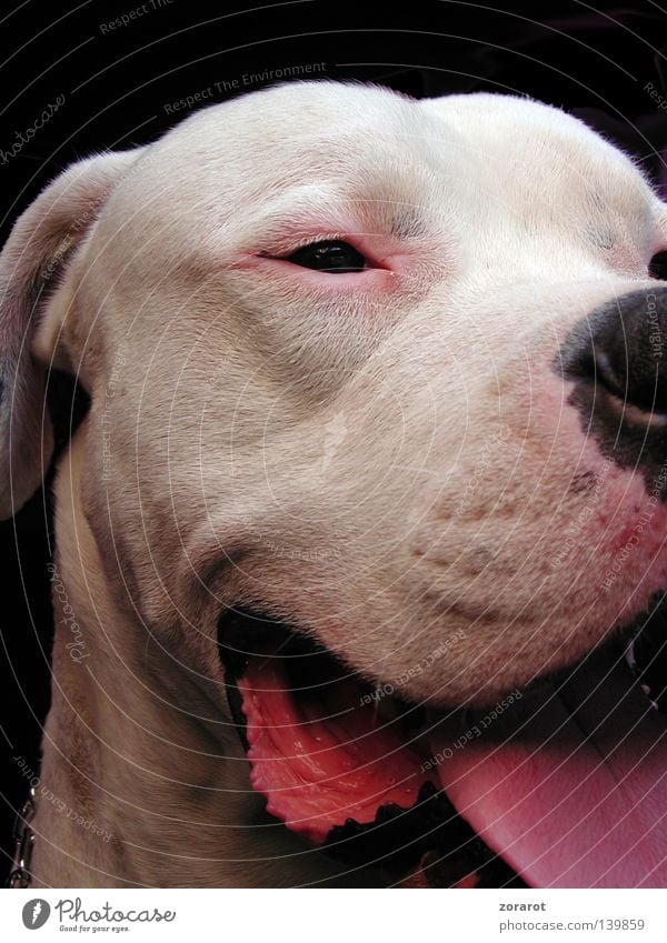 bulldog Hund Dogge rosa Nahaufnahme weiß Stofftiere Dogo Argentino Säugetier Makroaufnahme