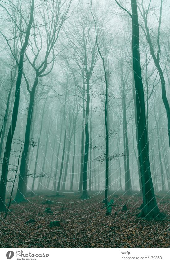 Fantasy Wald im Nebel in Grün Frühling Herbst Baum Blatt träumen grün Surrealismus dunkelgrün Zauber fantasie Märchenwald Zauberwald mystisch verfärbt