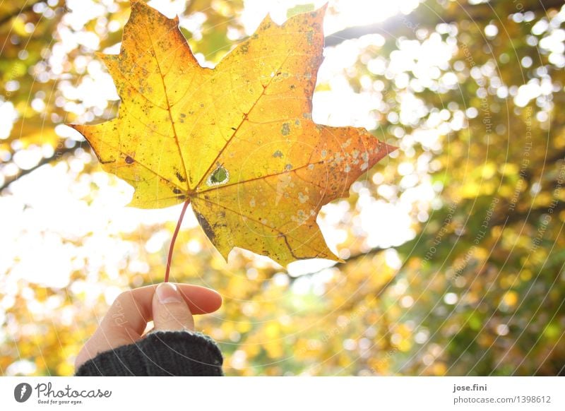 Herbstleuchten Ferien & Urlaub & Reisen Dekoration & Verzierung Natur Luft Sonnenlicht Schönes Wetter Pflanze Baum Blatt Garten Erholung dehydrieren gelb gold