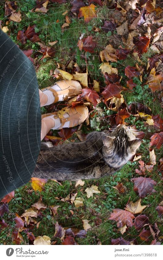 Blickrichtung Herbst feminin Mädchen Junge Frau Jugendliche Beine Fuß Natur Gras Blatt Garten Rock Schuhe Holzschuhe Tier Haustier Katze gelb grün rot Glück