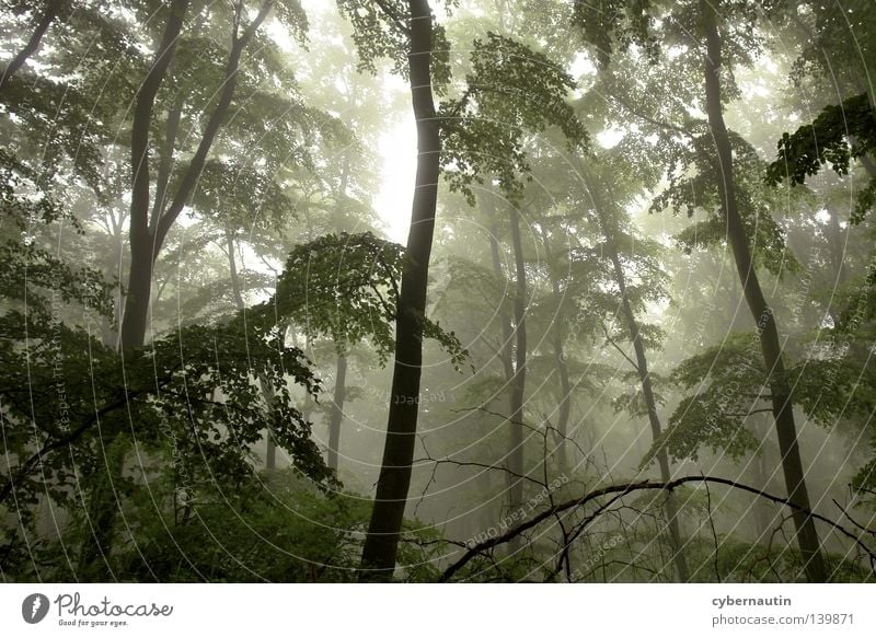 Zauberwald Wald Baum Unterholz Nebel Nieselregen grün Ast Wetter Jagd