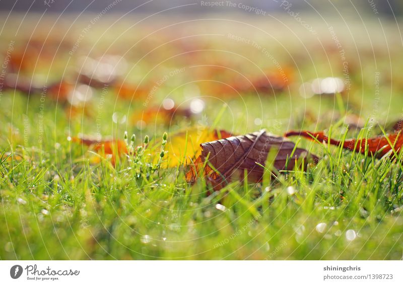 herbstmorgen. Natur Herbst Klima Blatt Garten Park Wiese Freundlichkeit Wärme ruhig Tau glänzend Farbfoto Außenaufnahme Menschenleer Textfreiraum oben