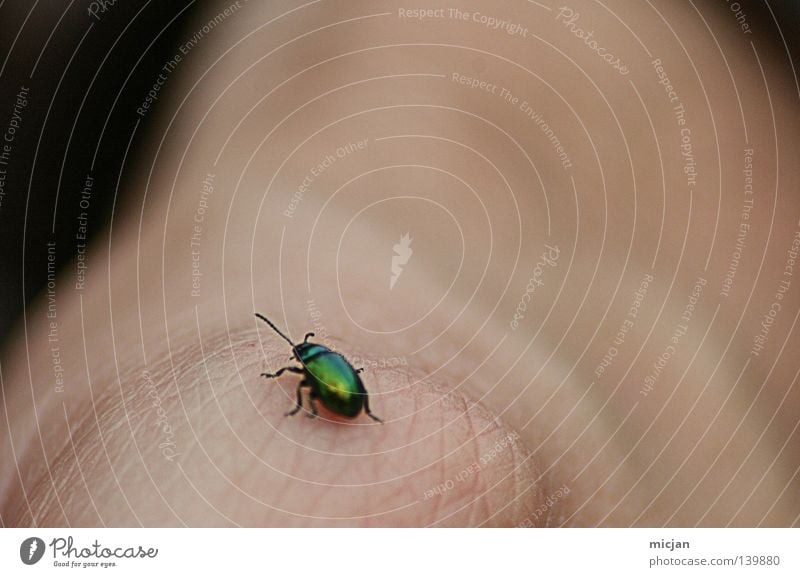 H08 - Photocase-Bug Käfer Schiffsbug klein Makroaufnahme Hand Haut hinten fliegen grün schimmern Beleuchtung krabbeln Insekt niedlich festhalten Unschärfe