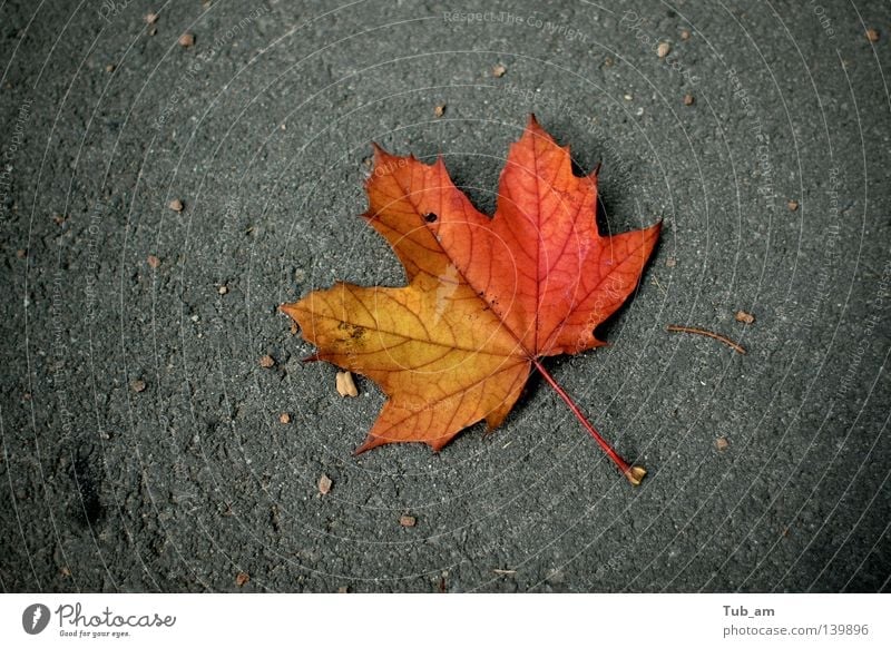 Gestrandet Herbst Kontrast Jahreszeiten Farbe gefallen Oktober September Blatt Ahornblatt Herbstlaub Herbstfärbung 1 einzeln welk