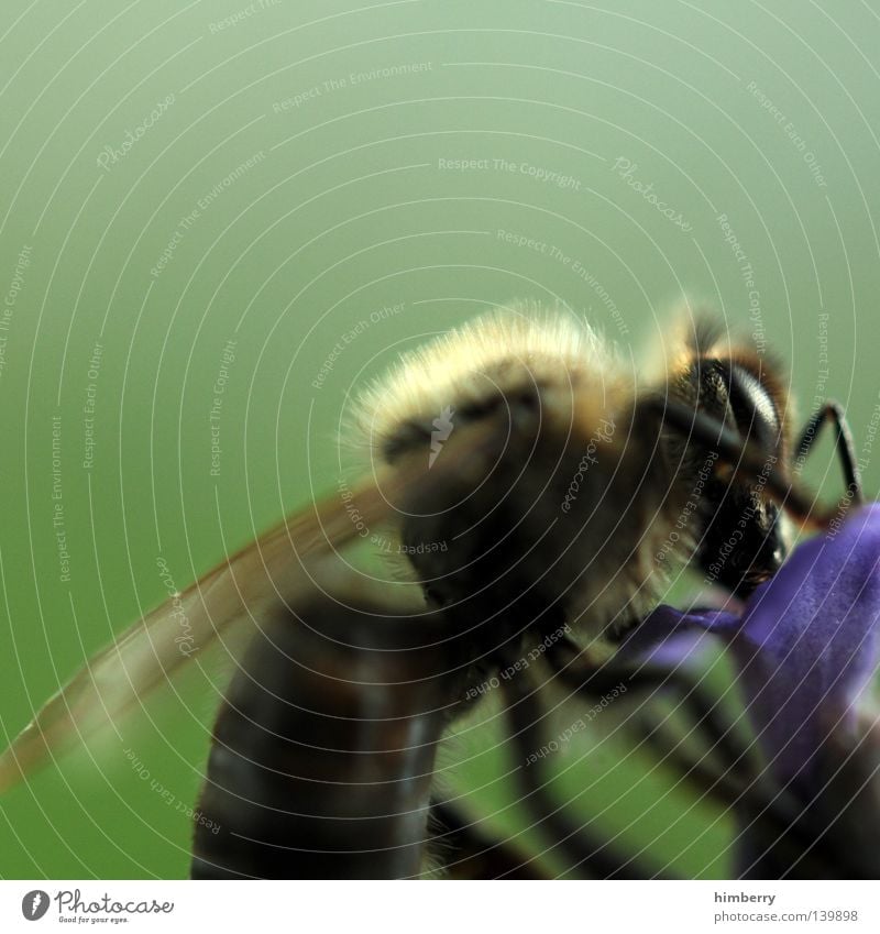 b2b Biene Maja Blume Pflanze Tier Staubfäden Pollen Flügel Insekt stechen Arbeit & Erwerbstätigkeit fleißig Makroaufnahme Nahaufnahme Nektar insect at work