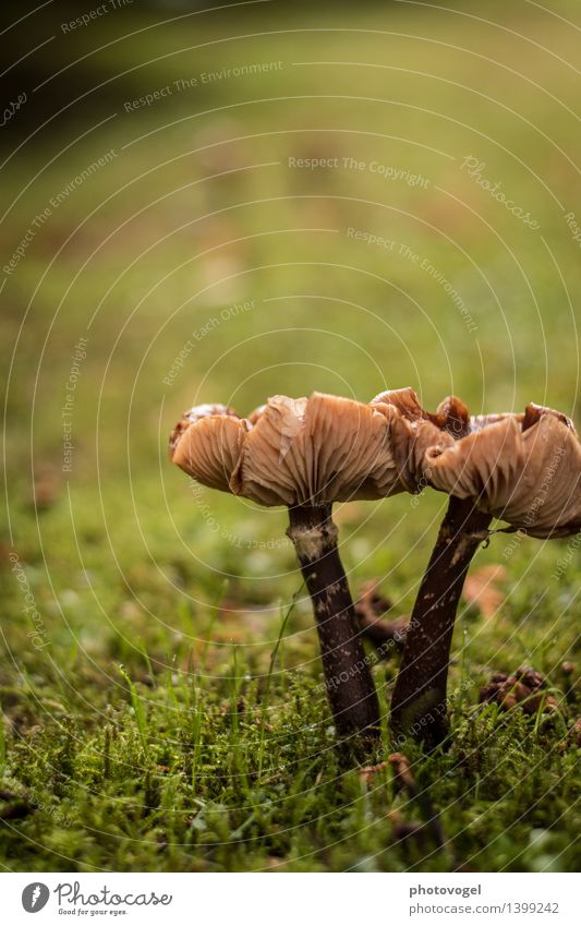kissing mushrooms Natur Pflanze Herbst Moos Wiese berühren entdecken Glück braun grün Sympathie Zusammensein Umwelt Zusammenhalt Pilz Farbfoto Außenaufnahme