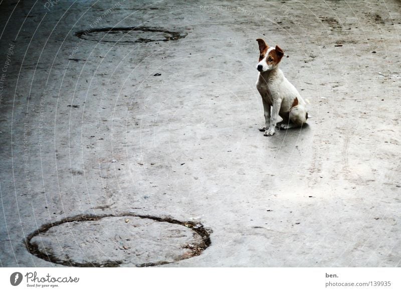 Hund Delhi Indien Straße Bellen Welpe dreckig Strassenhund Straßenhund