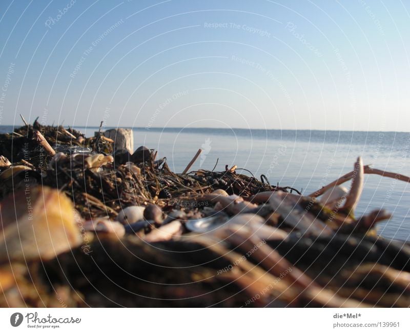 Deich-Meerblick Sylt Deutschland blau Muschel Wasser Holz Zweige u. Äste unordentlich Slyt Stock Blick aufs Meer